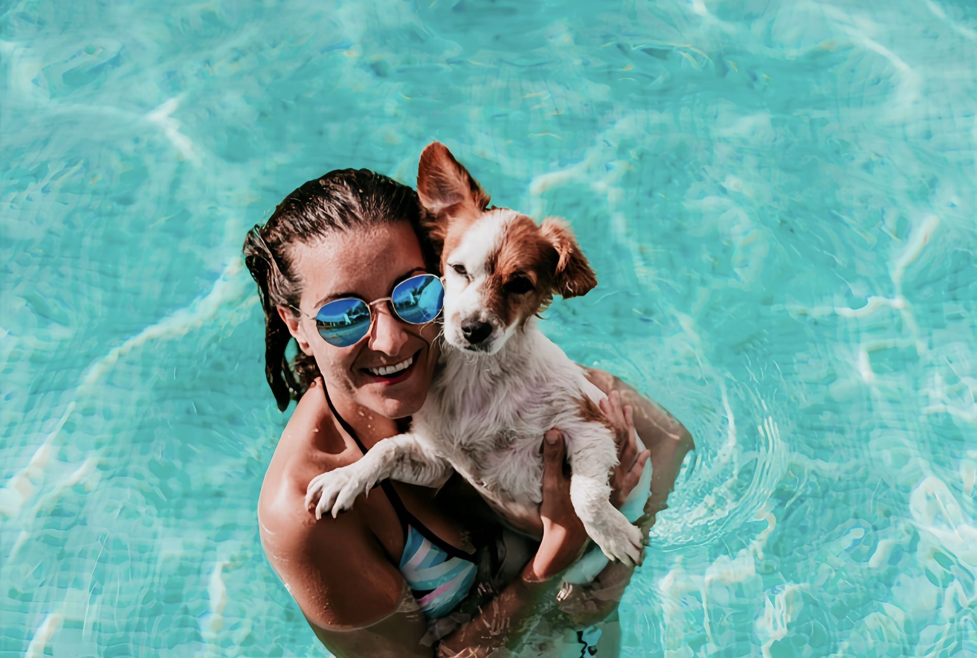 Summer Heat Safety Tips For Pet Owners!!