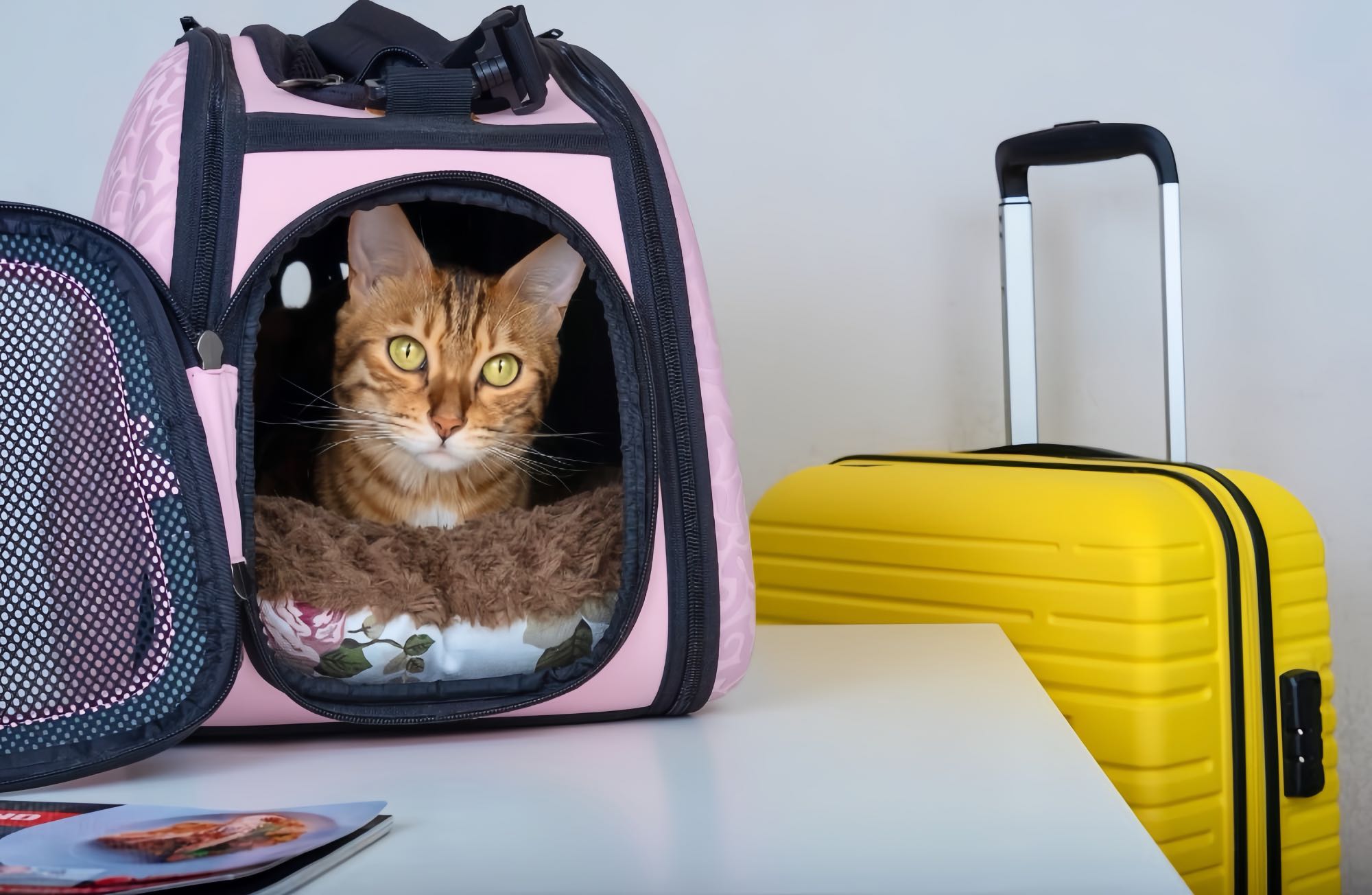 The Proven Benefits of Carrying Pets in Bags