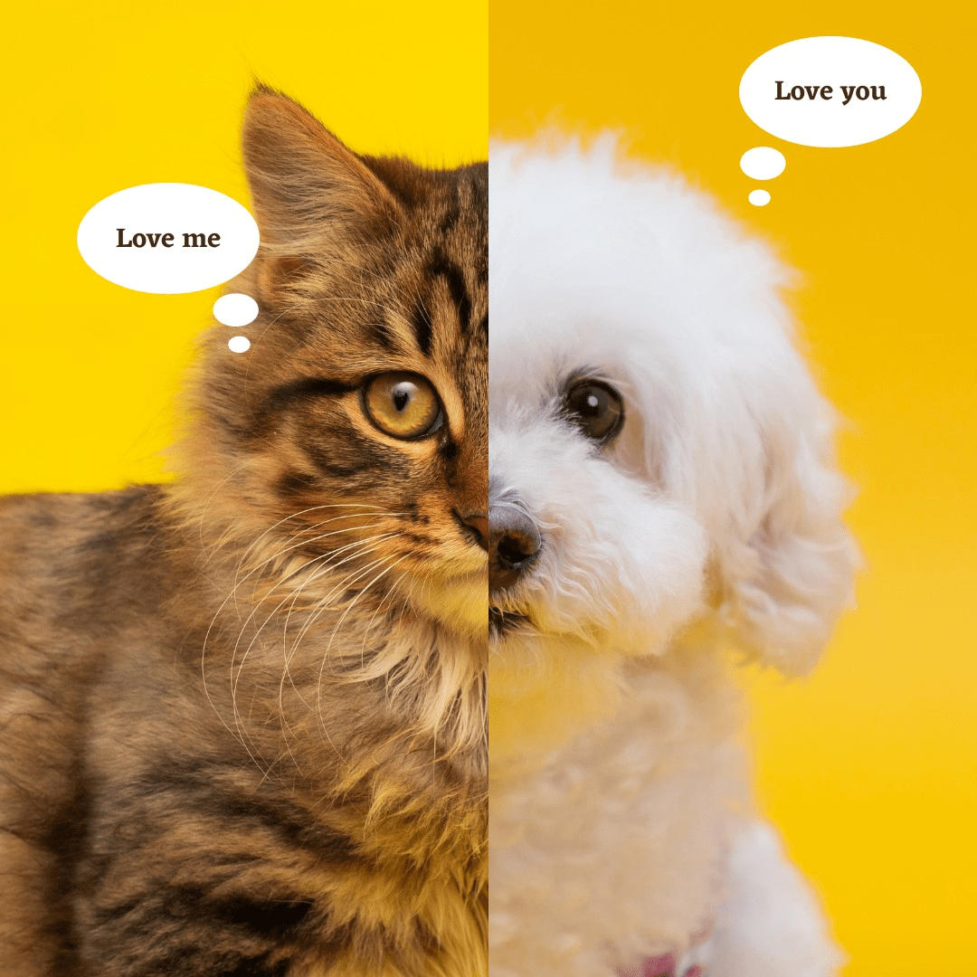 Why Dogs and Cats Are Great Company: A Purr-fect Partnership