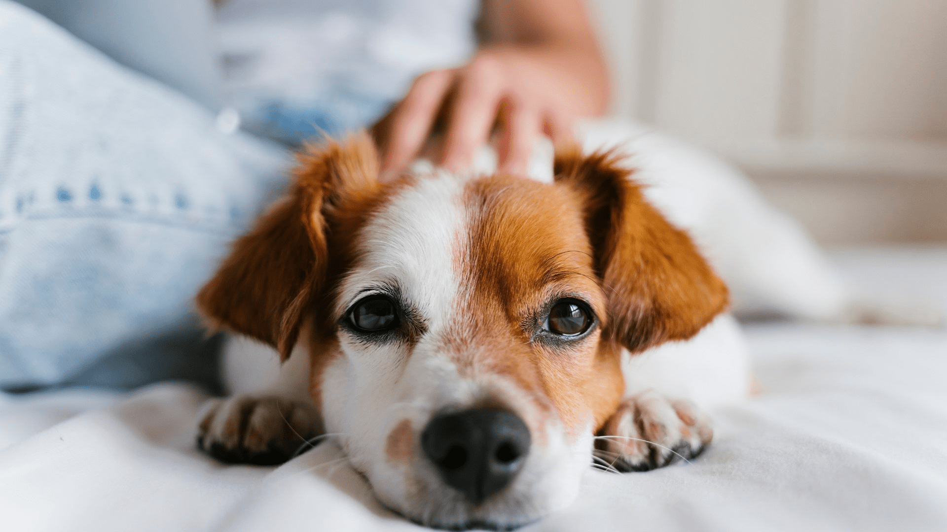 A Masterclass in Raising Your First Puppy