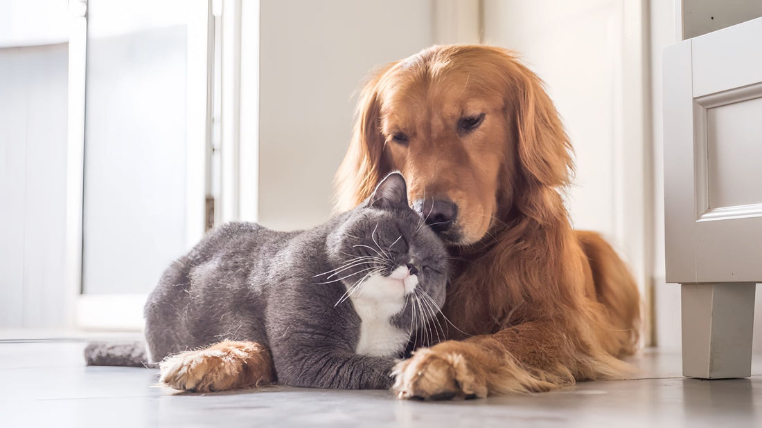 Creating Indoor Bliss: A Guide to Keeping Your Pets Happy!