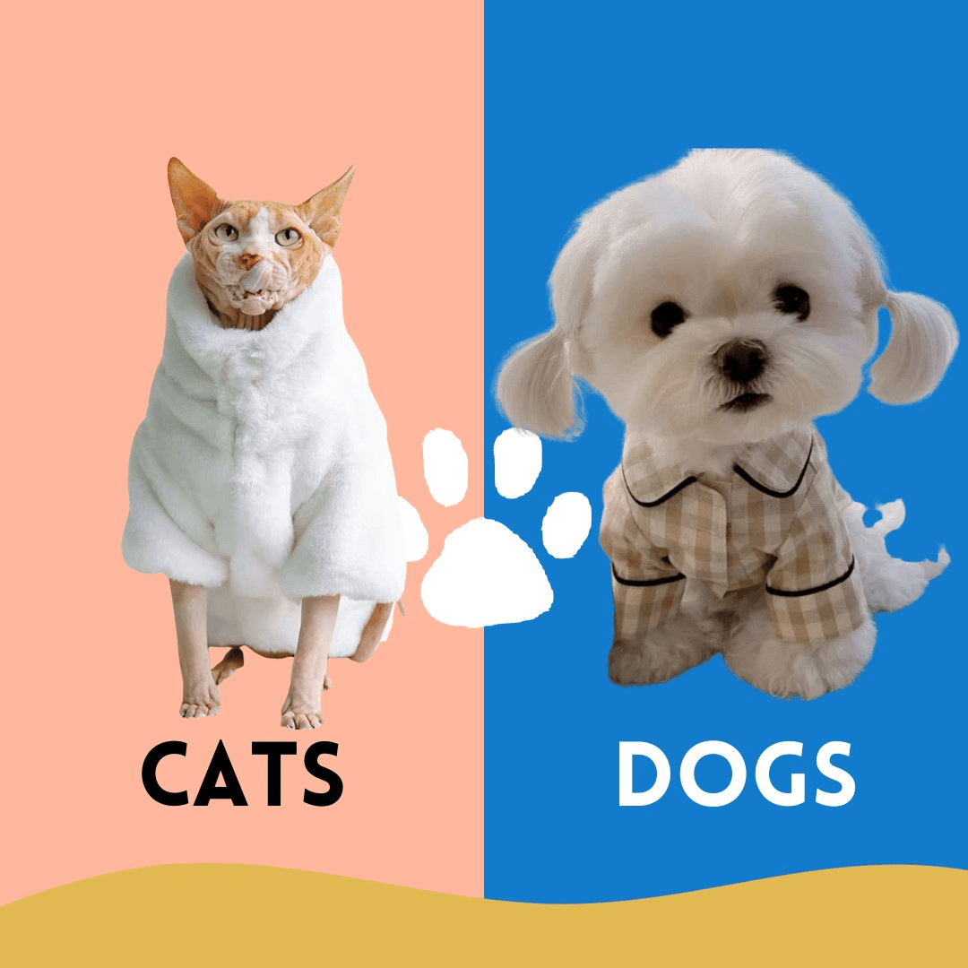 Should Dogs And Cats Wear Clothes?