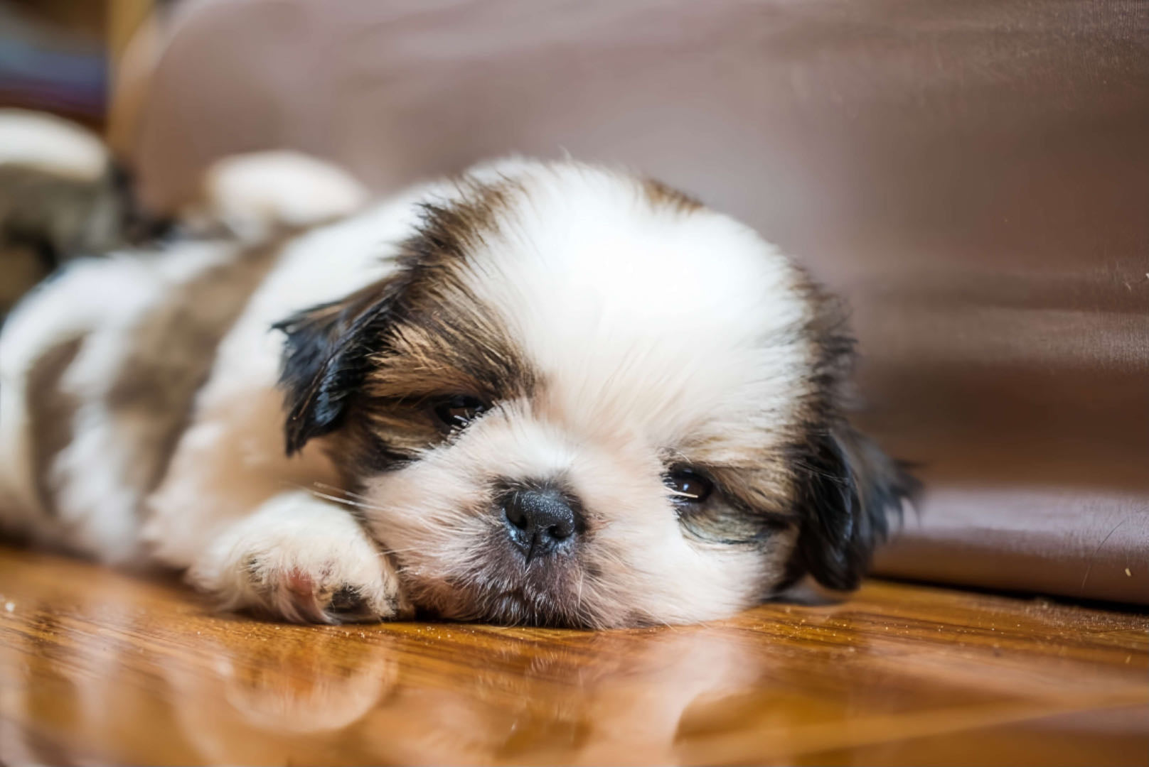 How to Potty Train a Puppy or Dog in the Apartment?