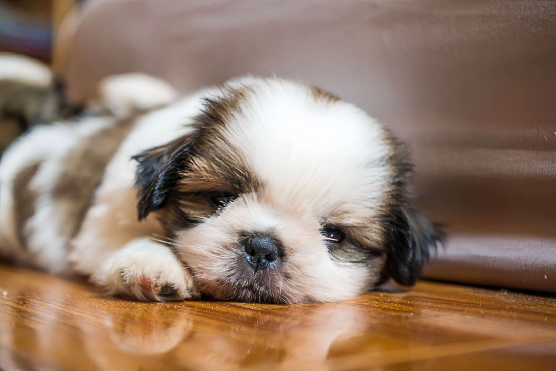 How to Potty Train a Puppy or Dog in the Apartment?