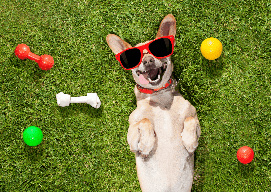 Best Toys to Keep Dogs Busy and Happy At Home