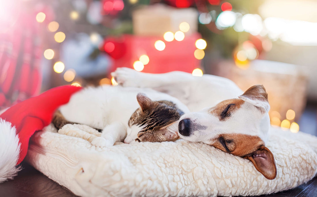 Dog And Cat Sleep Together On The Bed petpawshop01