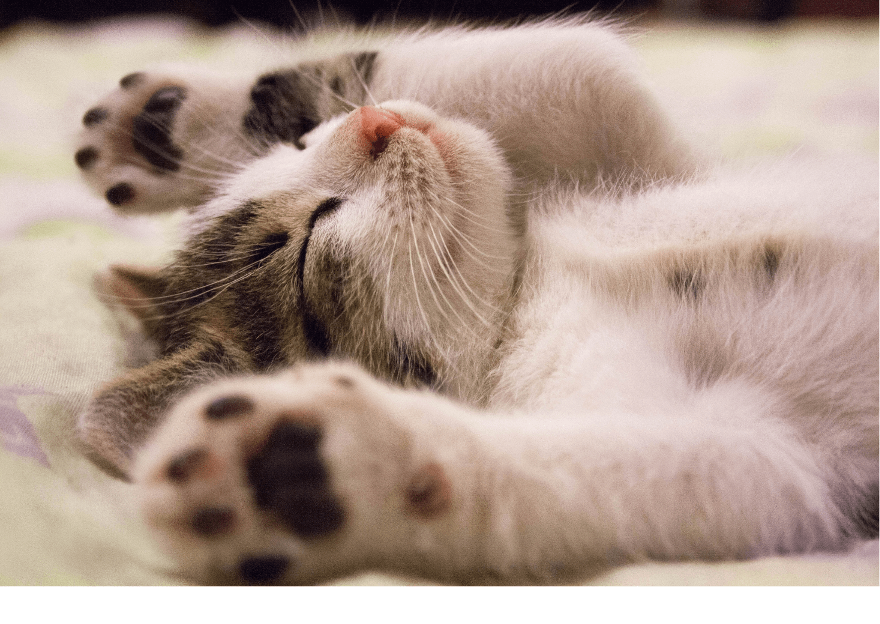 Nap Habits: The Meaning Behind Cat Sleeping Positions