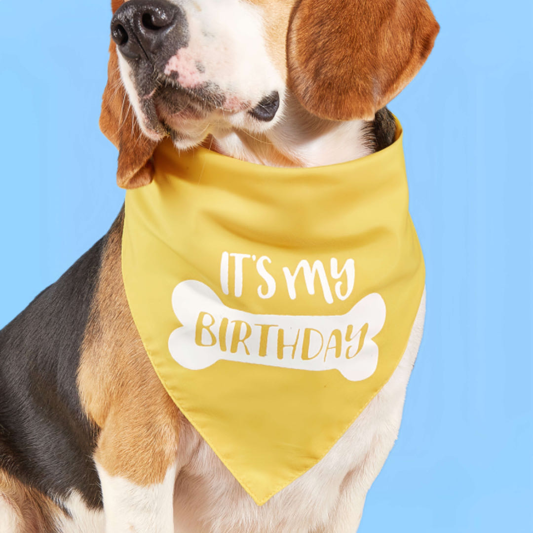 A Big Dog Wears A Yellow Triangle  Dog Birthday Bandana