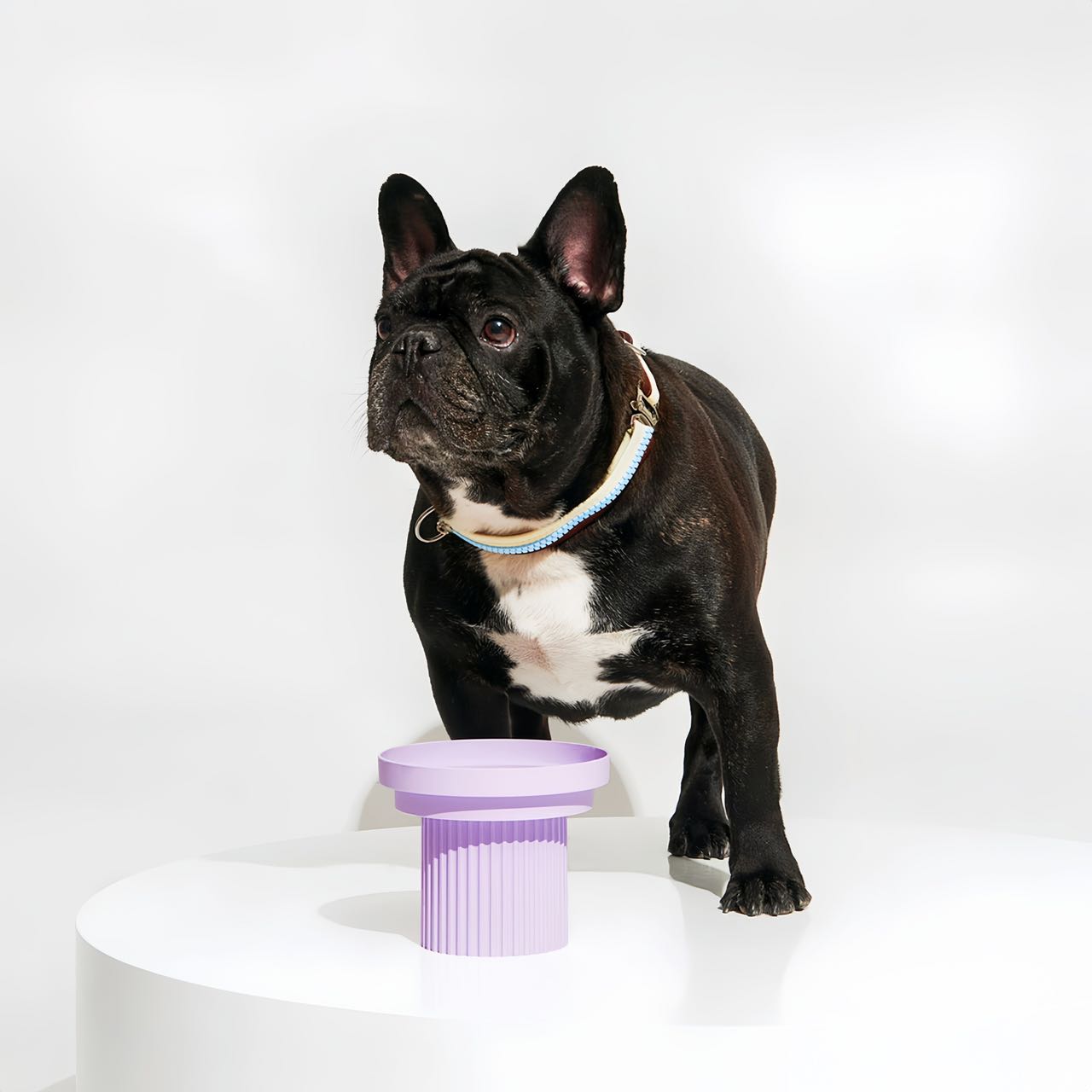 Dog food bowl large food bowl purple colour petpawshop01