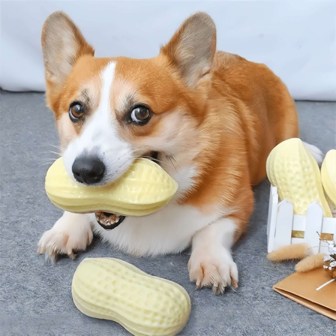 A corgi dog chews a yellow colour peanut shape dog squeaky toy 