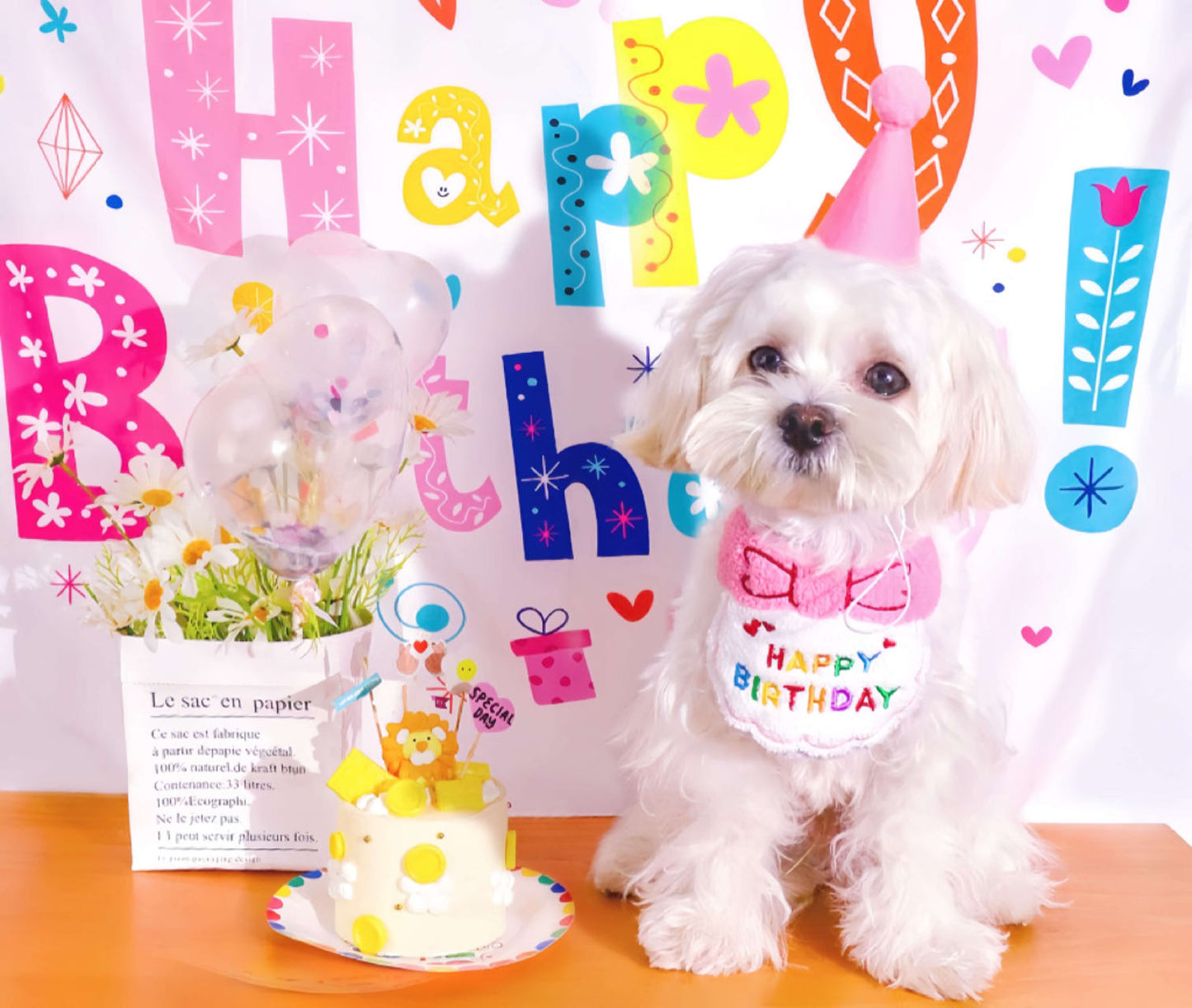  A white puppy dog celebrate birthday with a pink hat and pet bib 