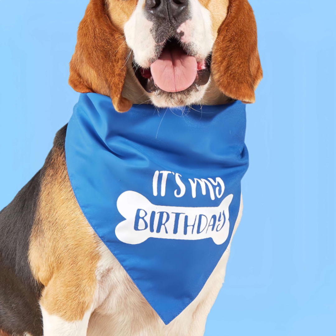 A Big Dog Wears A Blue Triangle Dog Birthday Bandana