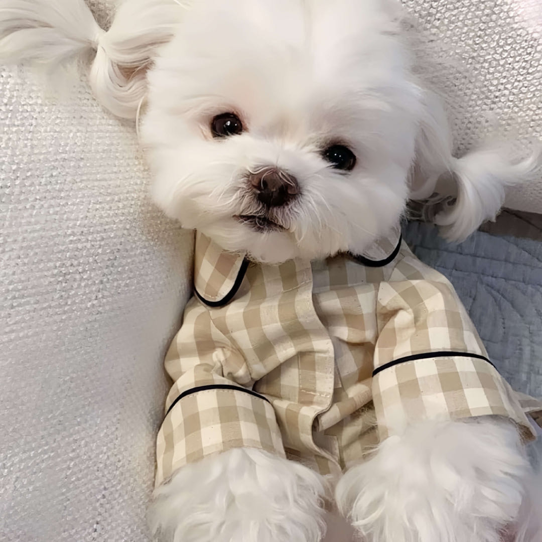 A small puppy wears a pet pyjamas in khaki colour petvibez 