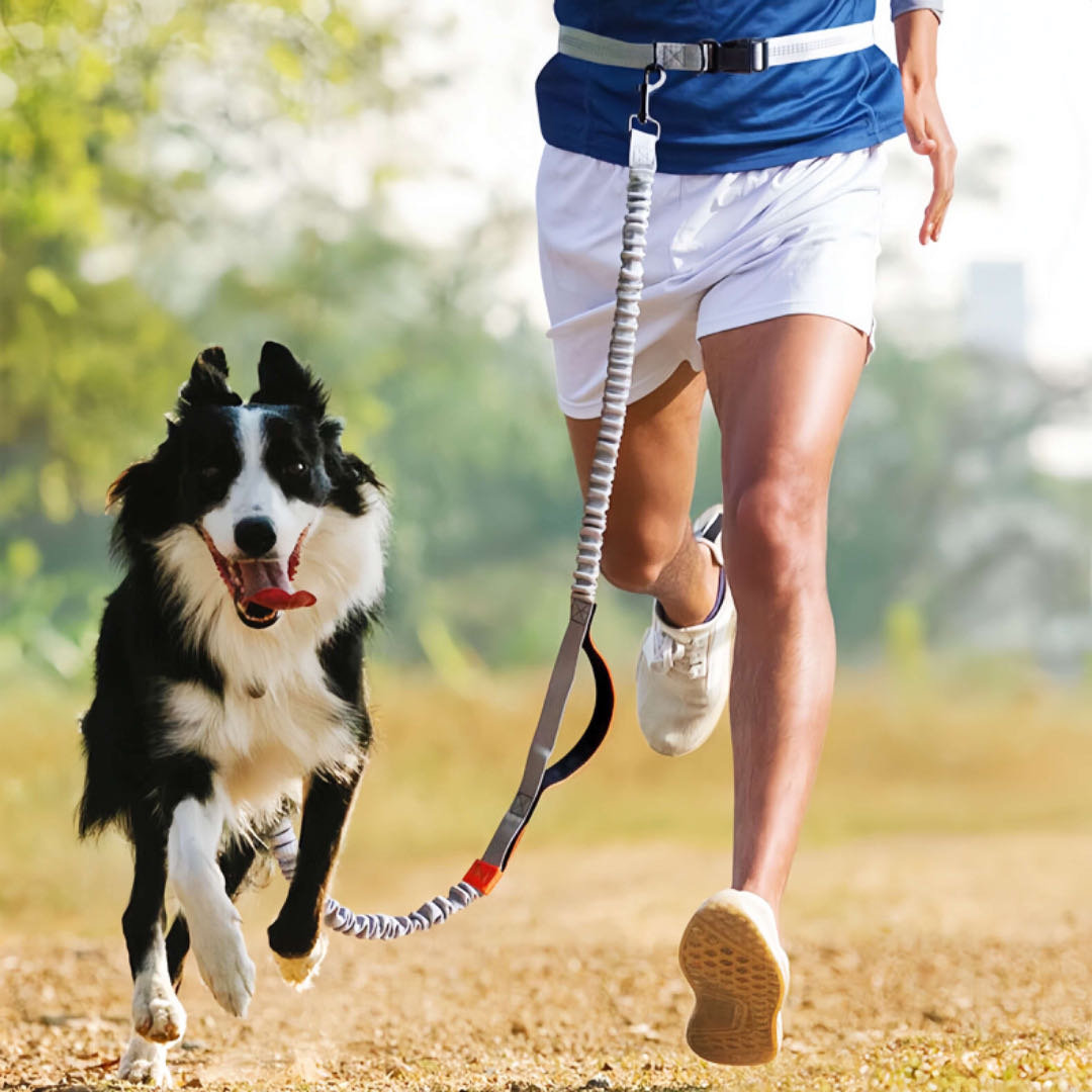 A man is running with a dog with a hands free dog waist leash