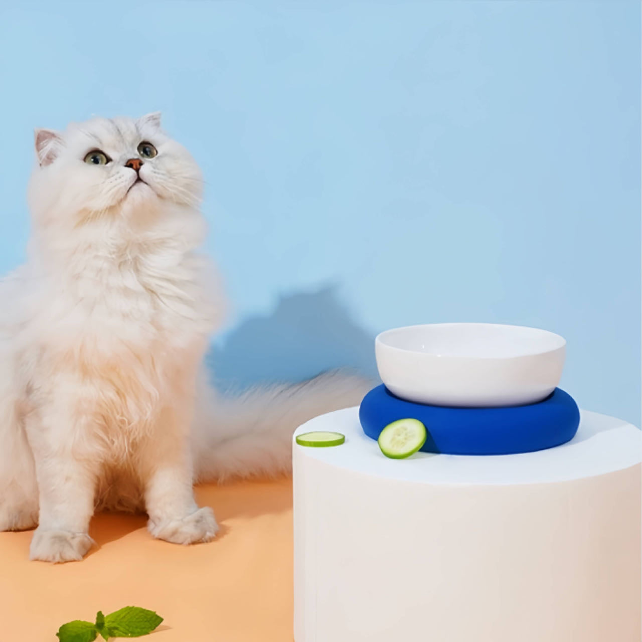 Circle Ceramic Double Cat Bowl White bowl with blue base petvibez