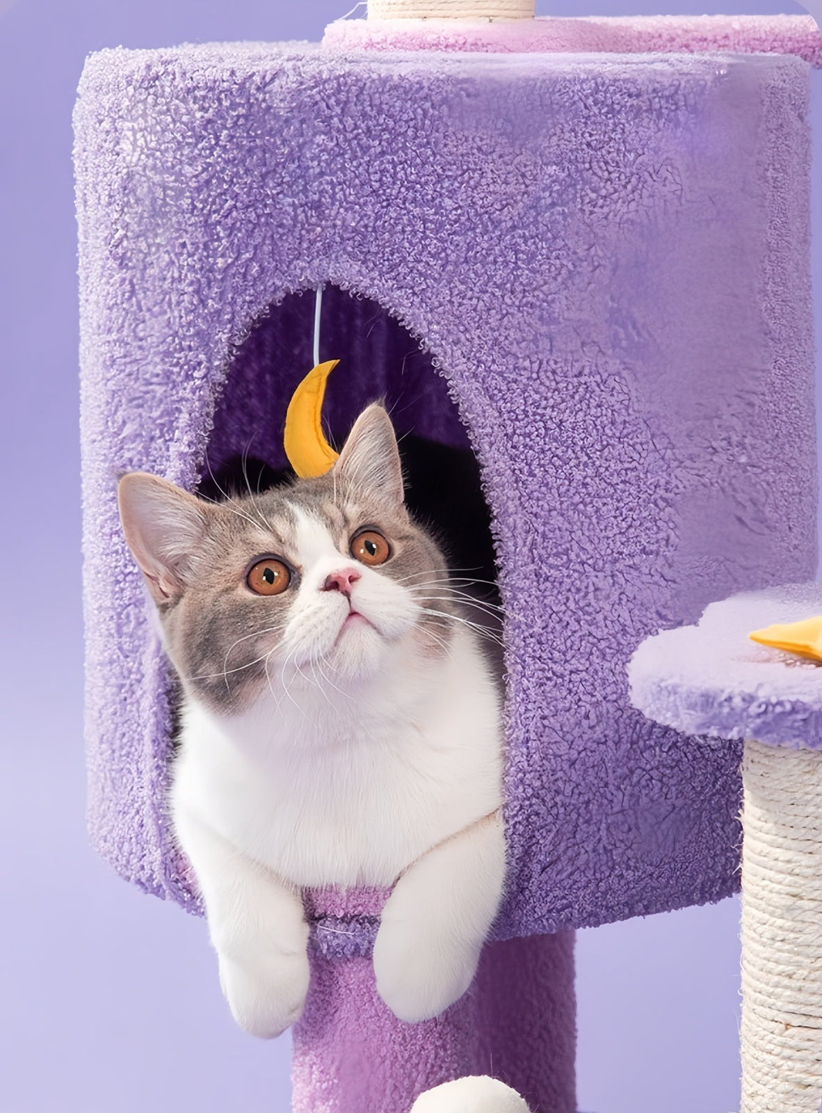 Moonlight Climbing Cat Tree Large Climbing Frame Purple Colour petvibez