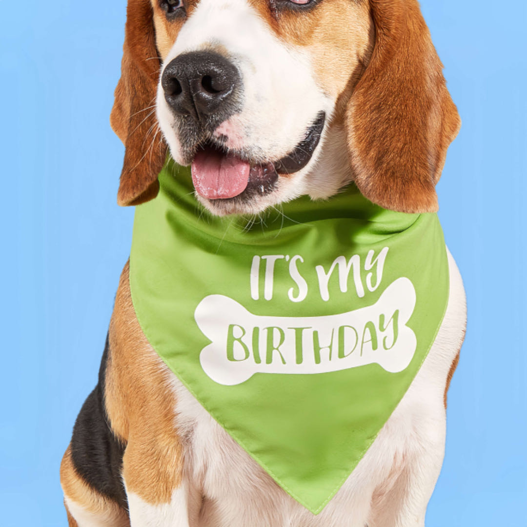 A Big Dog Wears A Green Triangle Dog Birthday Bandana