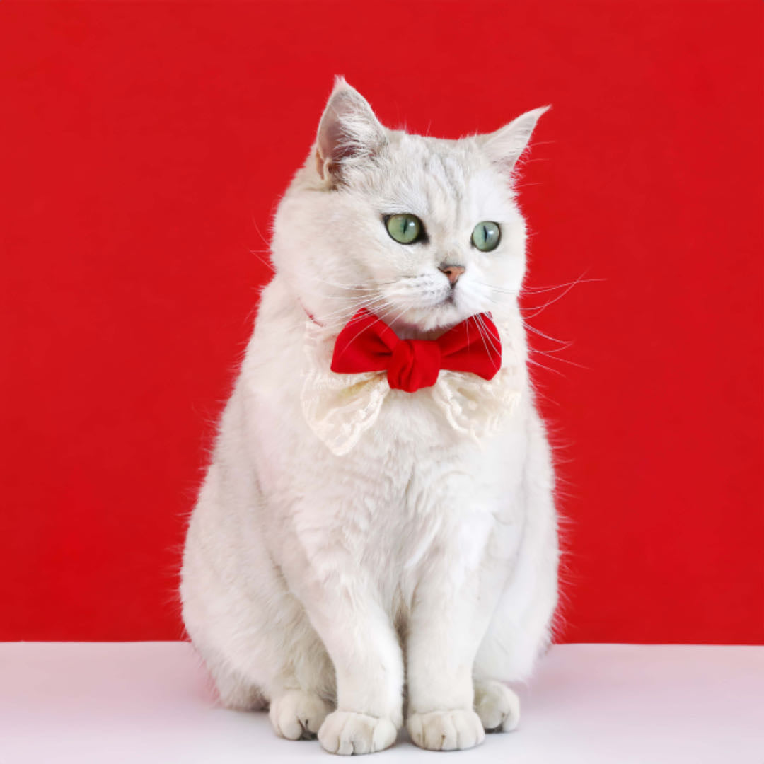 Lace Bow Velvet Cat Collar Red Colour petvibez