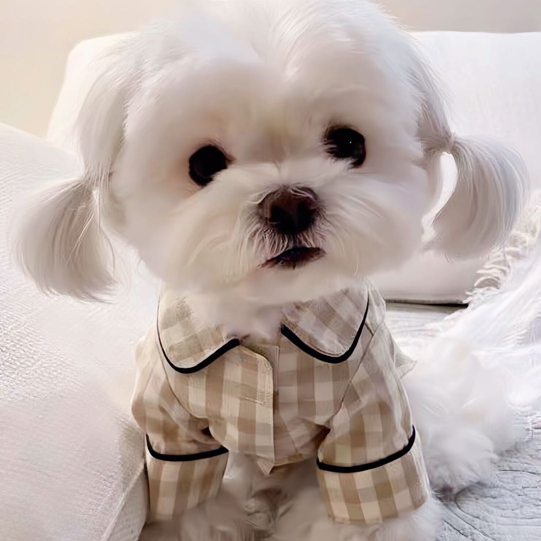 A small dog wears a khaki colour pet clothes sitting on the bed