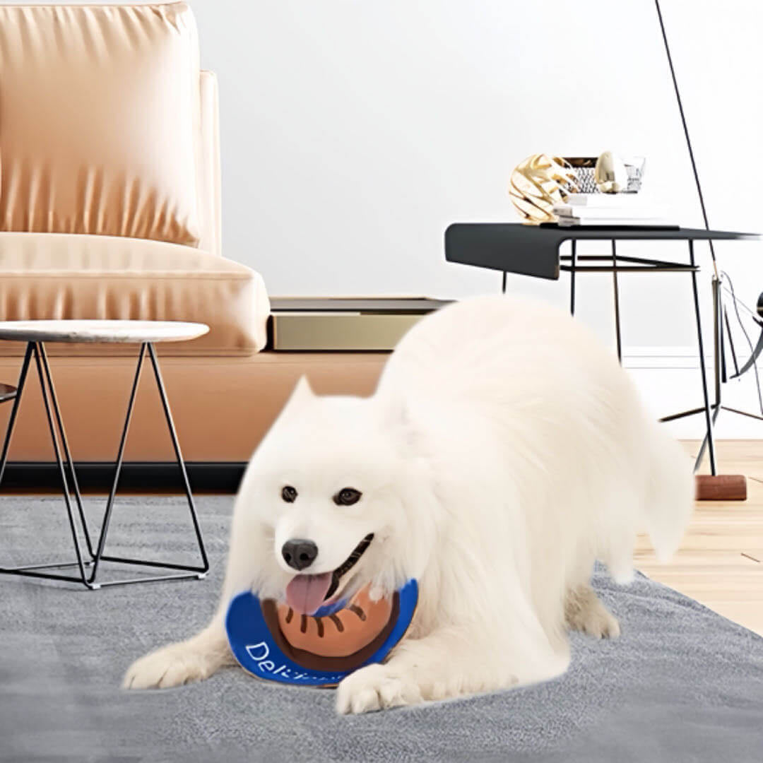 A big samo dog wears a blue adjustable dog drool bib sitting on the floor at living room 