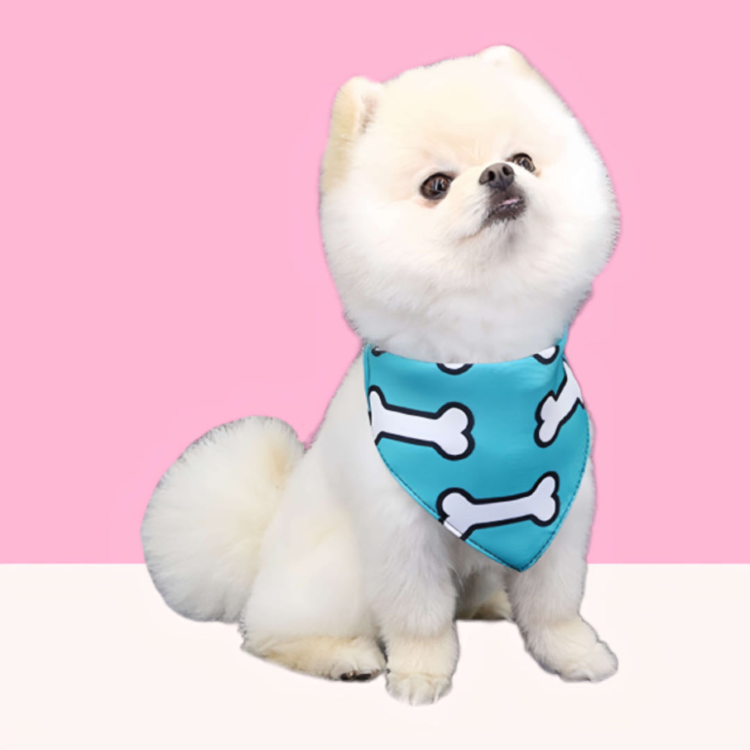 A small white dog wears a blue cartoon print dog triangle bandana sitting in front of a pink and white background