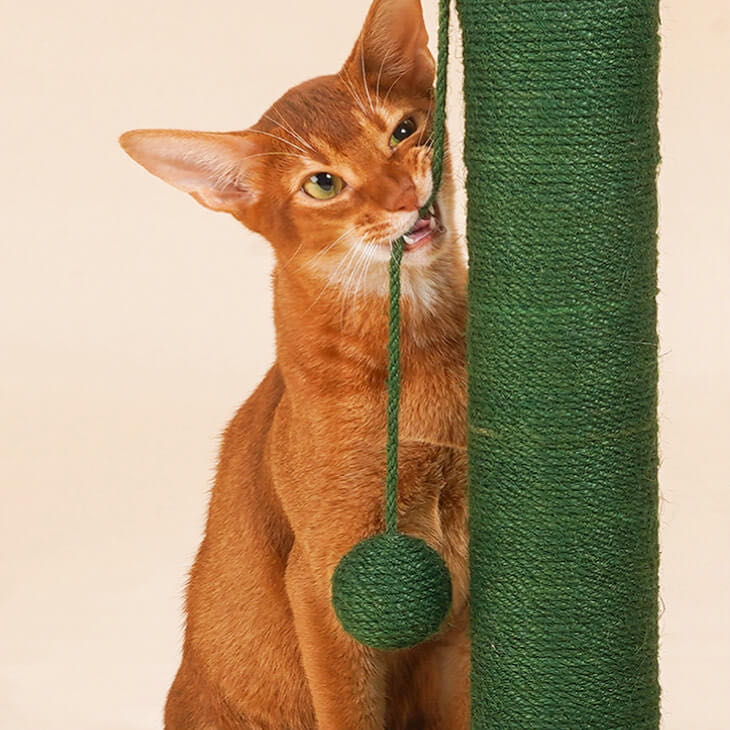 A cat chewing on the hanging fun ball of  of a green colour cactus shaped sisal scratching post