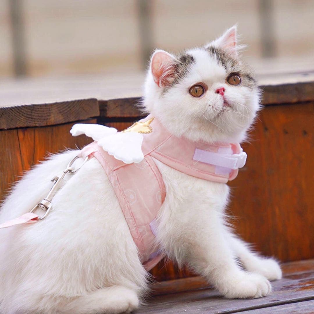 A White Cat Wears A Pink Colour Angel Wing Style Cat Harness And Leash