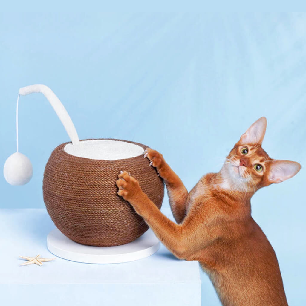 A Cat Scratching On A Coconut Shaped Cat Scratching Post 