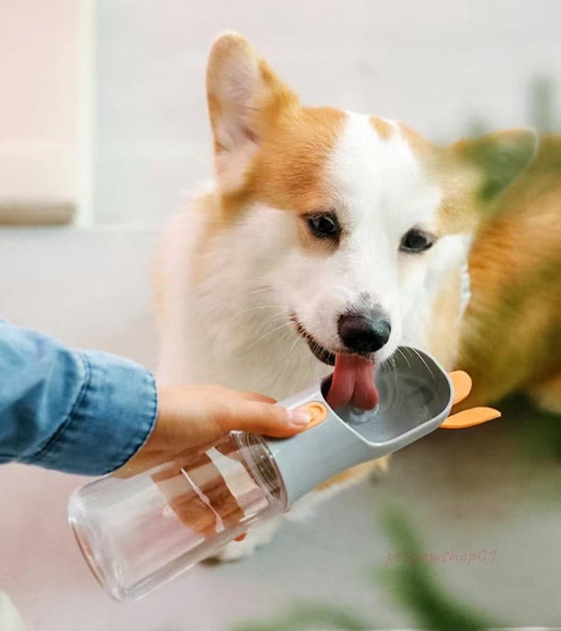 A corgi dog drinking from a grey colour U-shaped spout pet travel bottle 