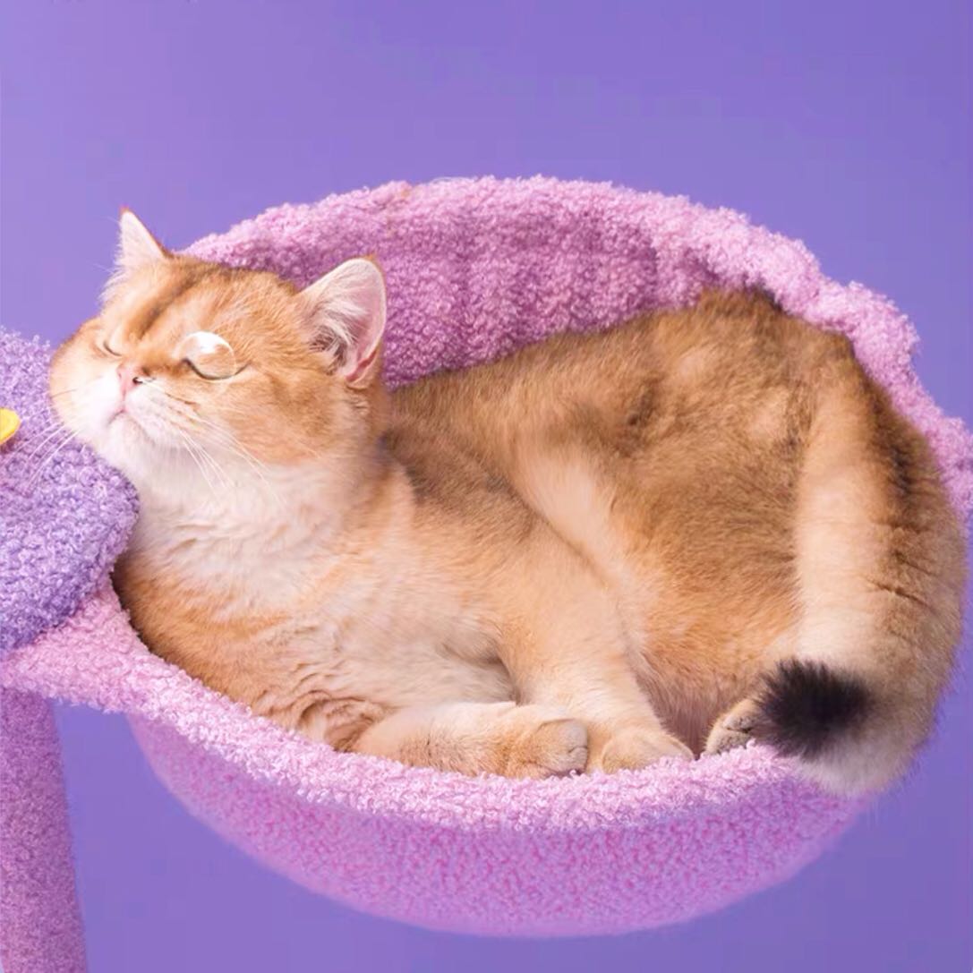 Moonlight Climbing Cat Tree Large Climbing Frame Purple Colour petvibez