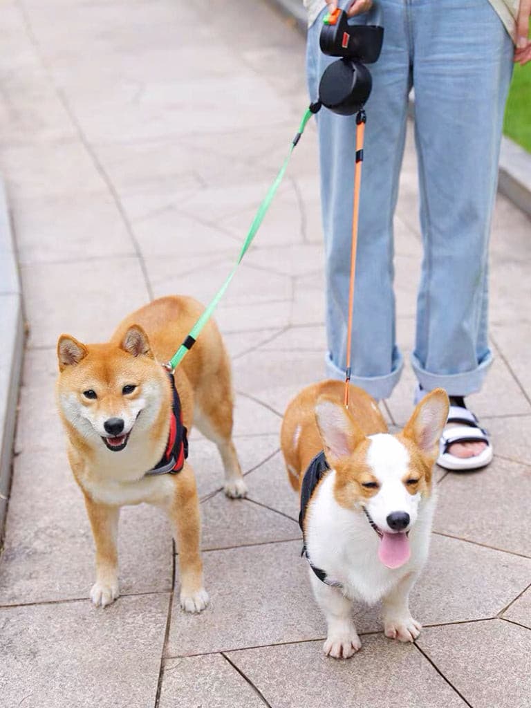 Walk With Two Dogs With A Retractable Double Dog Lead